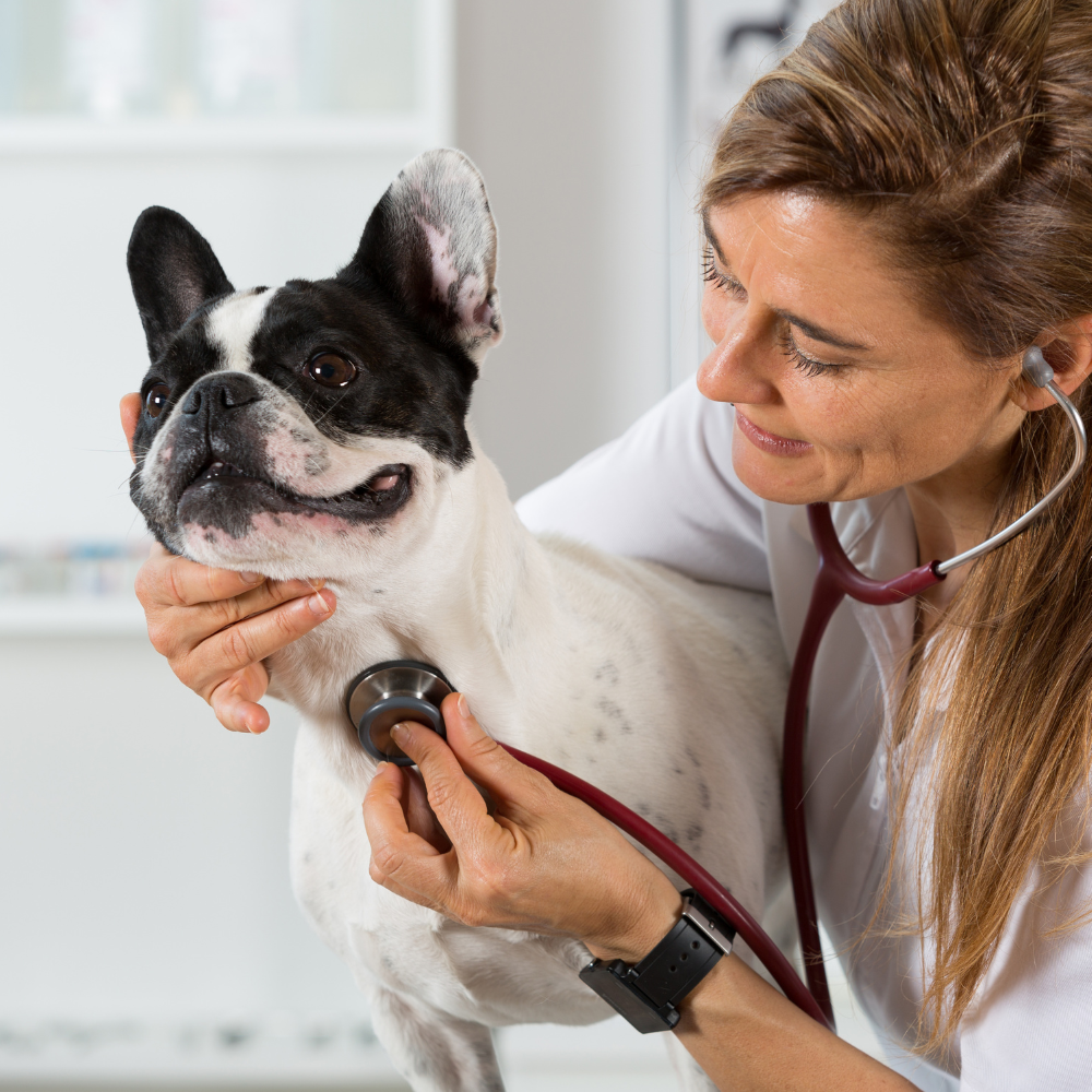 veterinarian treating pet dog