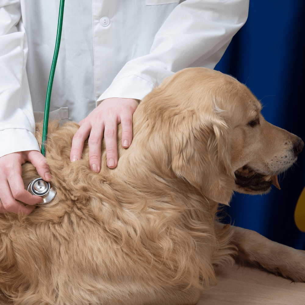 a vet using a stethoscope to listen to a dog