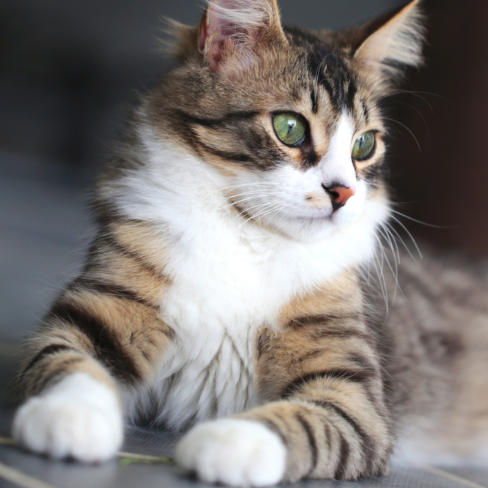 a cat lying on the floor