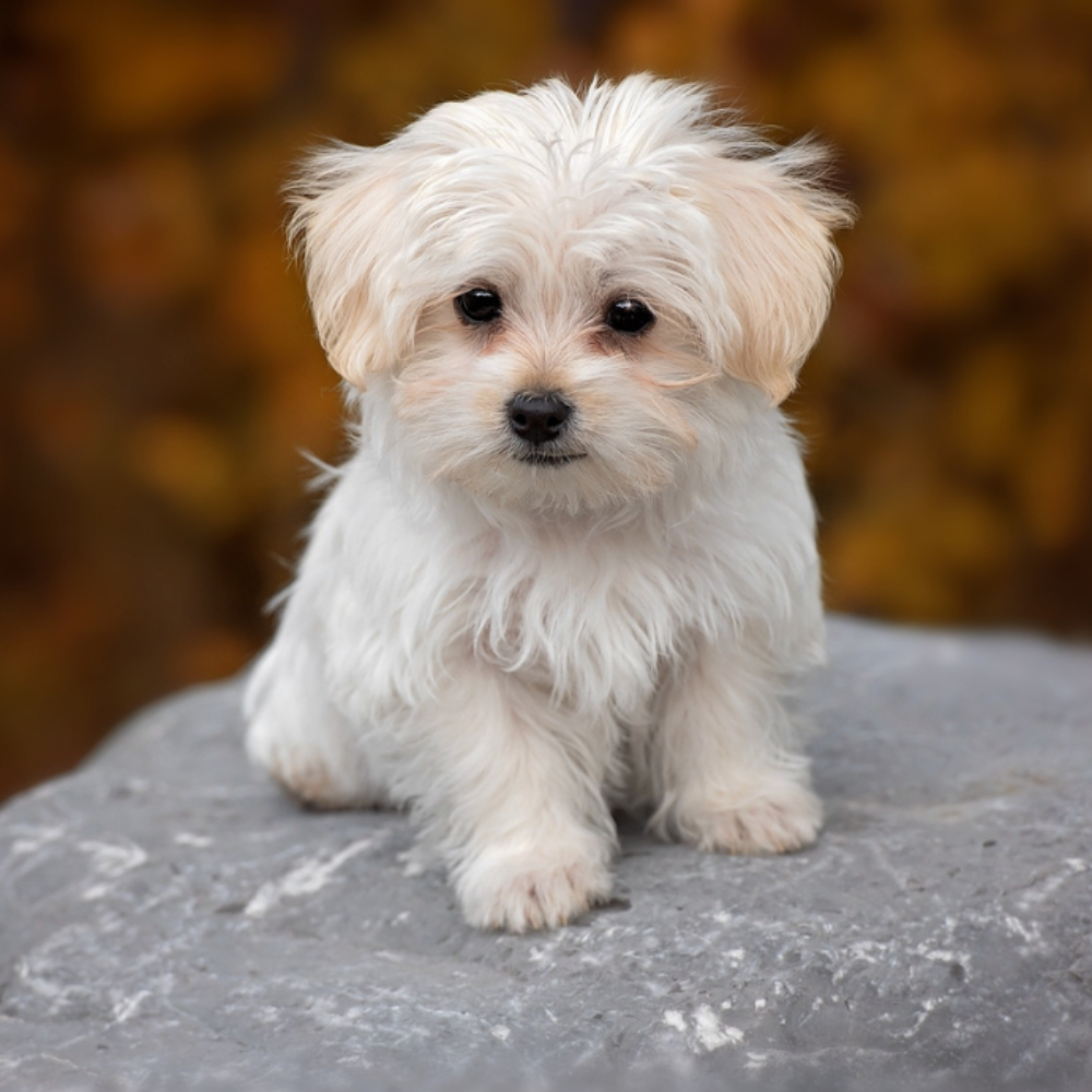 a white dog sitting on a rock