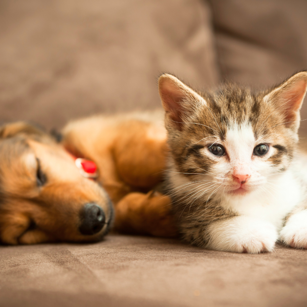 a cat and dog lying on a couch